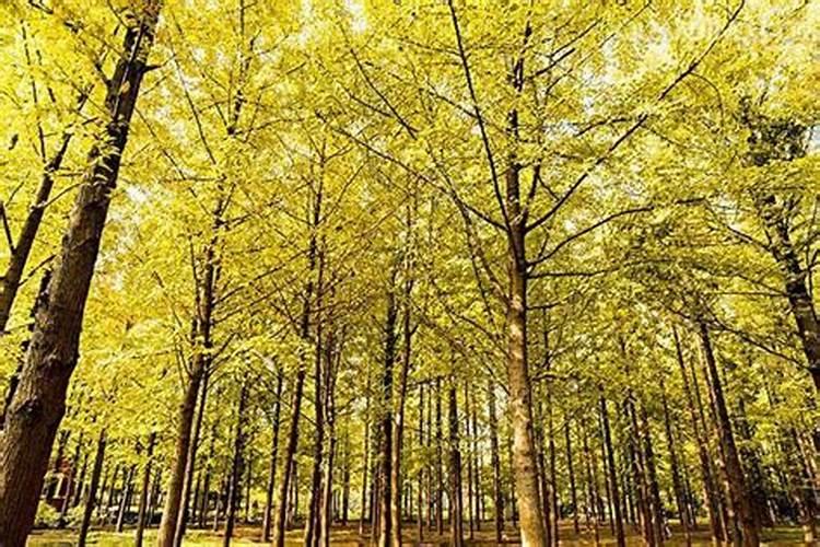 银杏树的花长什么样