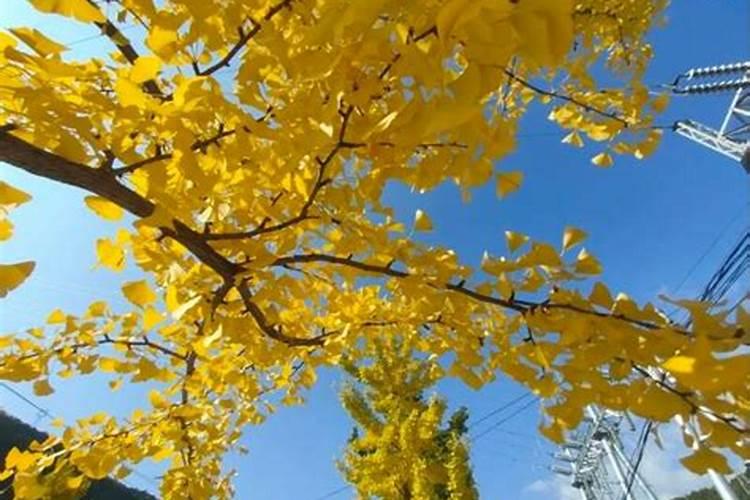 龙眼用硼肥料怎么施肥