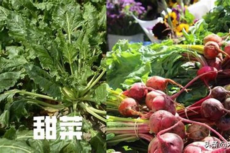 甜菜心腐病的防治方法