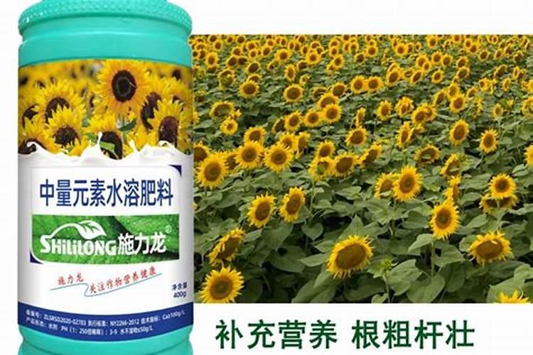 种植葵花用什么肥料好？