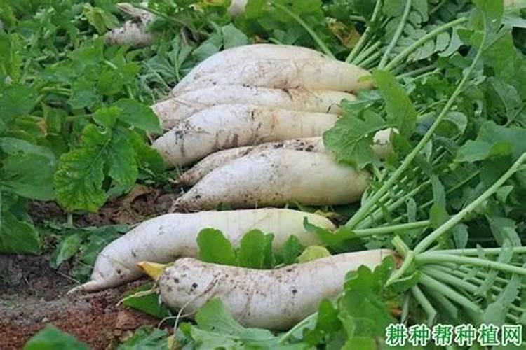 种植萝卜如何施硼肥呢？施硼肥的方法有哪些？