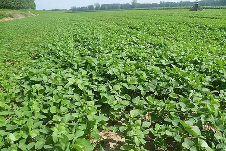 今年的大豆种植收益怎么样？纯种大豆好还是大豆玉米混种好呢？