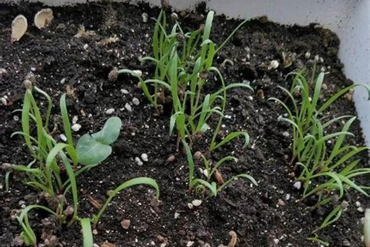 刚上盆的君子兰能放在外面遮阳的地方吗？