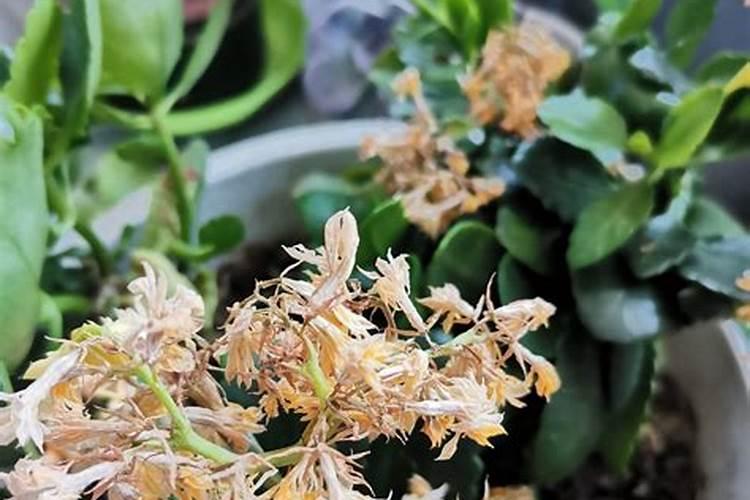 长寿花枝插移栽后施什么肥？