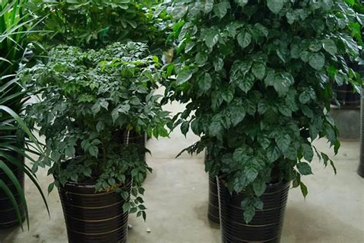 绿宝树多久施肥一次 绿宝树应该多久施肥一次？