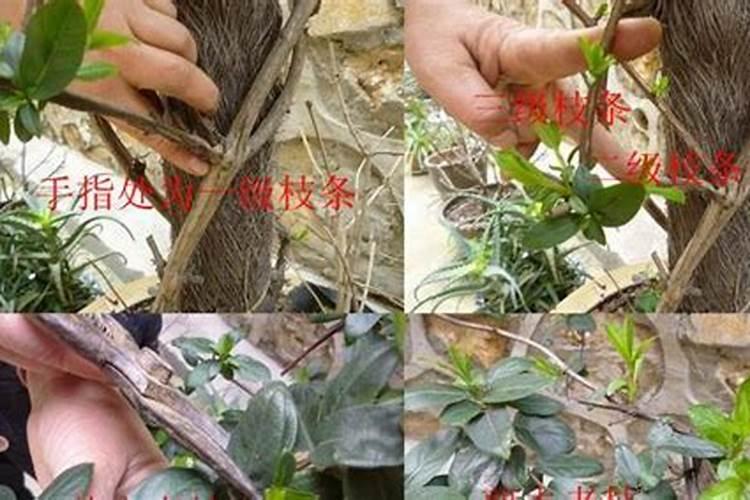 绿宝施什么肥最好