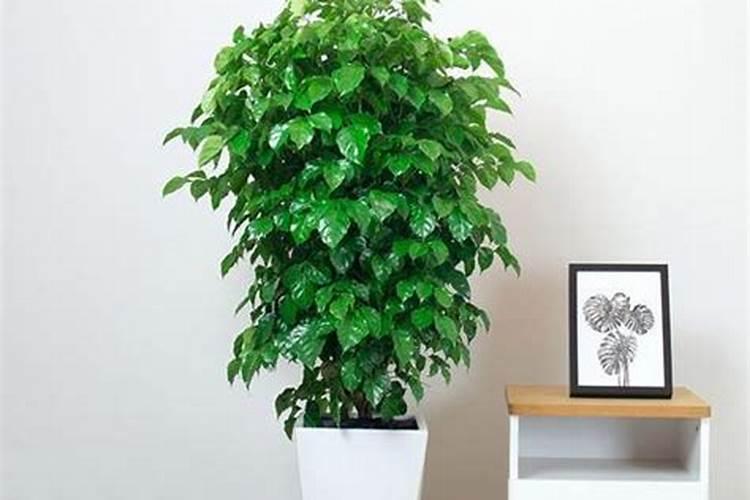 绿宝树的养殖方法和注意事项