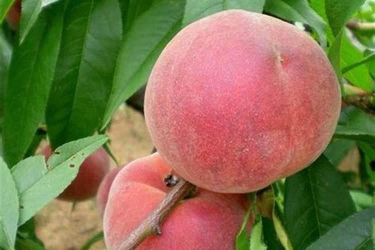 橘子单价多少元一千克