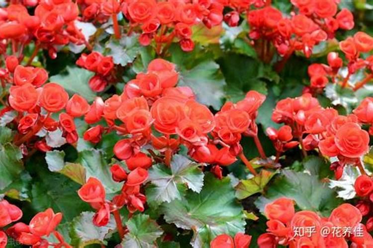 竹节海棠施什么肥竹节海棠怎么施肥