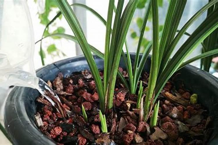 兰花新苗施肥都有哪些技巧