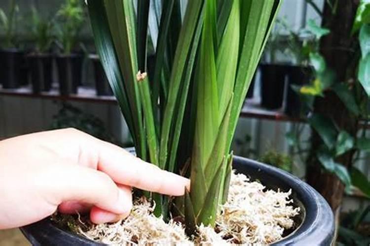 兰花怎么养促发新芽