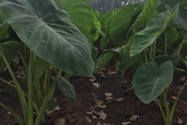 种芋头用什么肥料最好