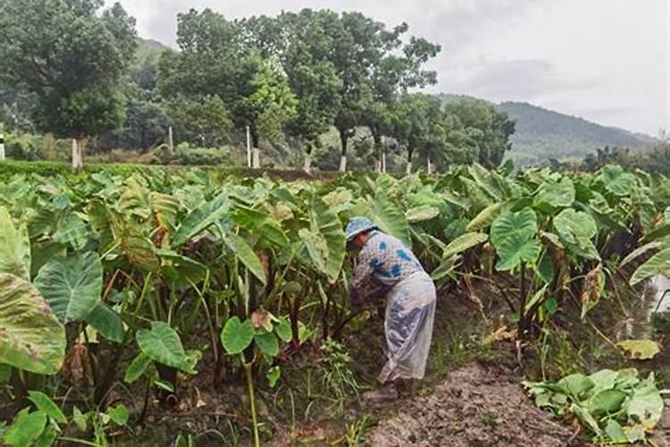 芋头多久追肥一次