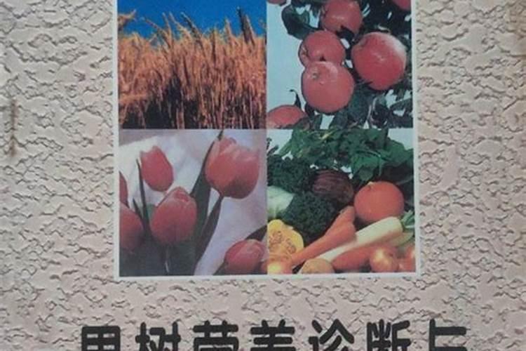 7.8月石榴树需要施肥吗？施什么肥料