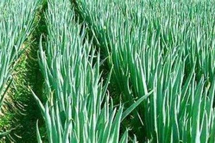 种大葱用什么肥料好