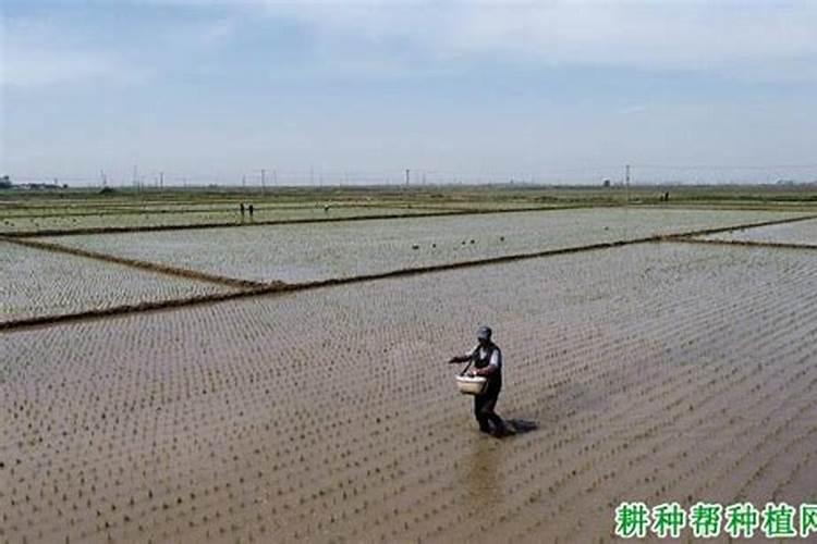 水稻锌肥用什么肥料