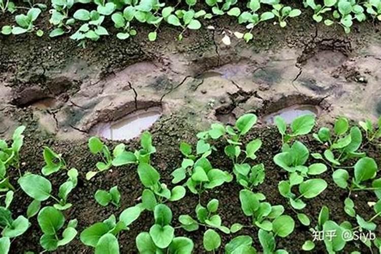 长期施用硫酸钾肥料影响土壤酸碱性吗？