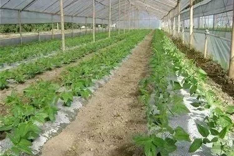 冲施肥什么时候效果好？