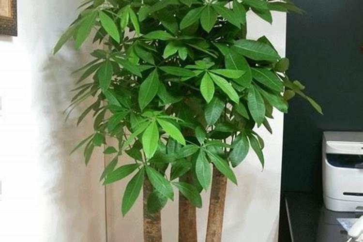 我这两盆发财树是怎么回事阿？