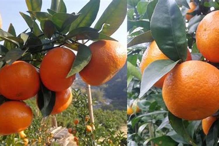 柑橘树缺元素太严重冬天能施肥吗