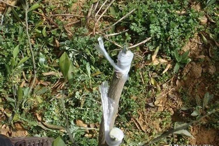 小柑橘树管理方法