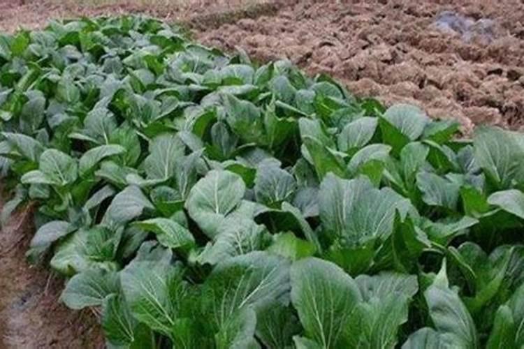 菠菜冬天施肥注意什么