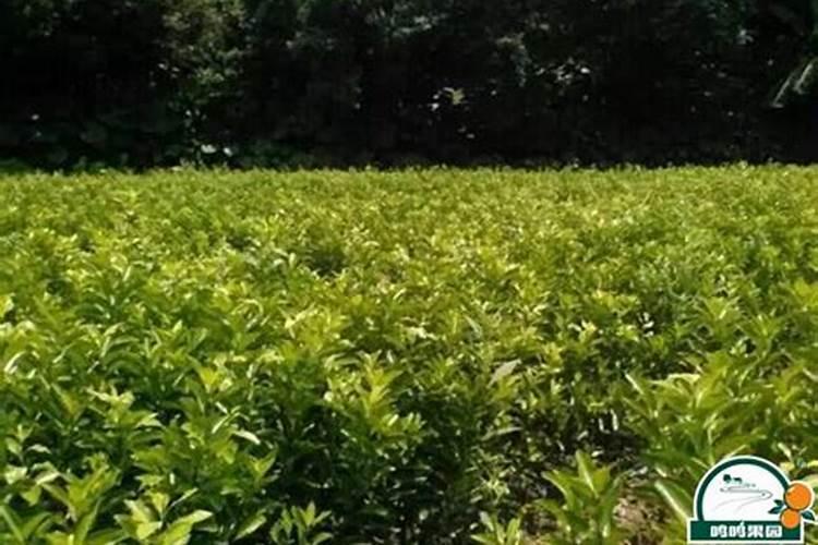 沃柑全年打药施肥方案及流程