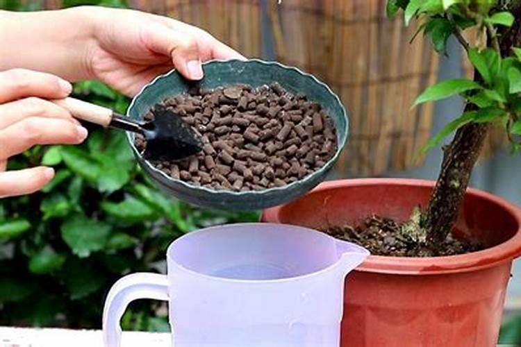 三角梅不施肥想开花不可能