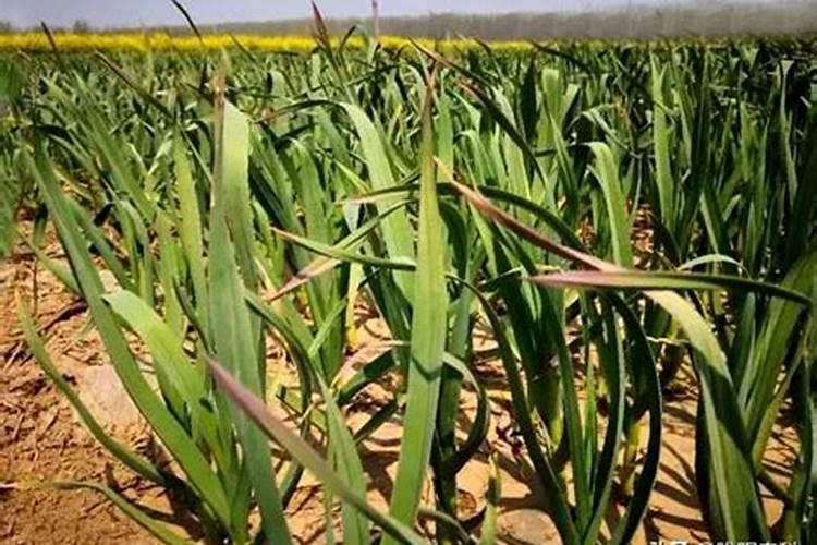 蒜苗顶部发黄干了这样用什么药为好？