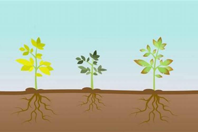 磷肥氮肥尿素复合肥的区别