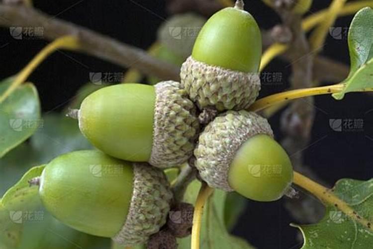 橡树种子可以吃吗