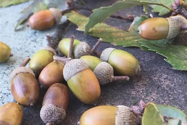 我是西北甘肃岷县人,我在日光温室内栽了两棵葡萄,枝叶茂盛,为什么结果...