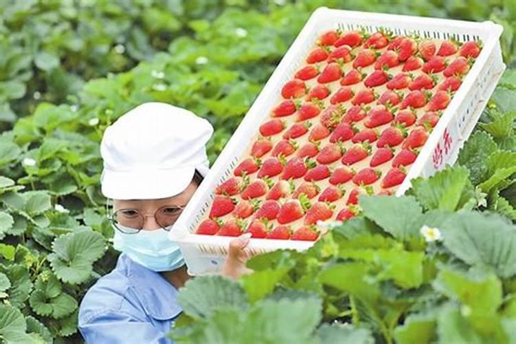 草莓结果期打什么叶面肥长的快？草莓保花保果叶面喷什么好？