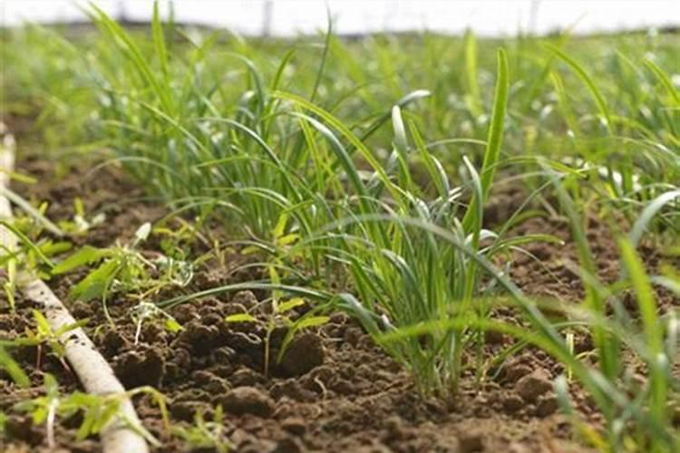 韭菜打什么叶面肥效果好