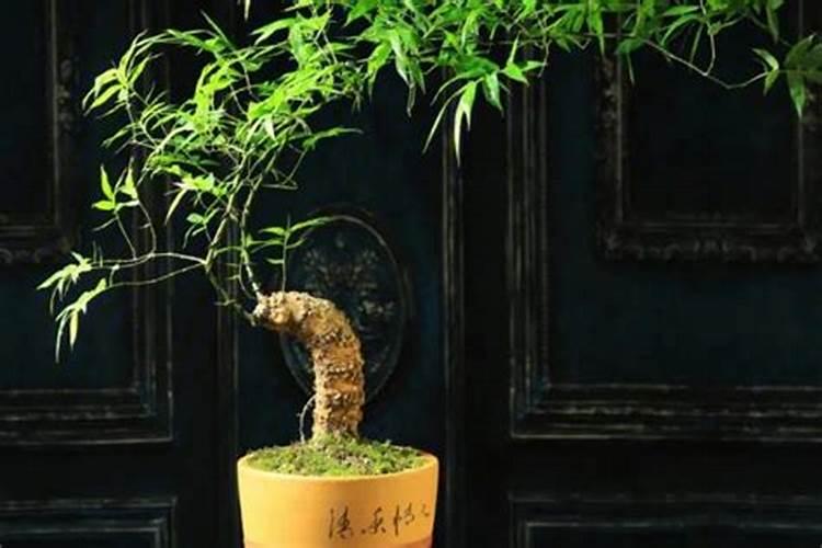 竹子施肥用什么肥料