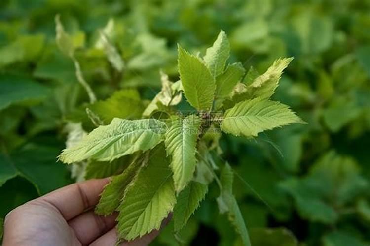 豆角刚发芽能浇水吗