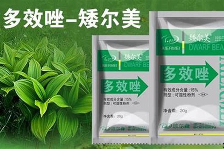 桉树施肥技术要点