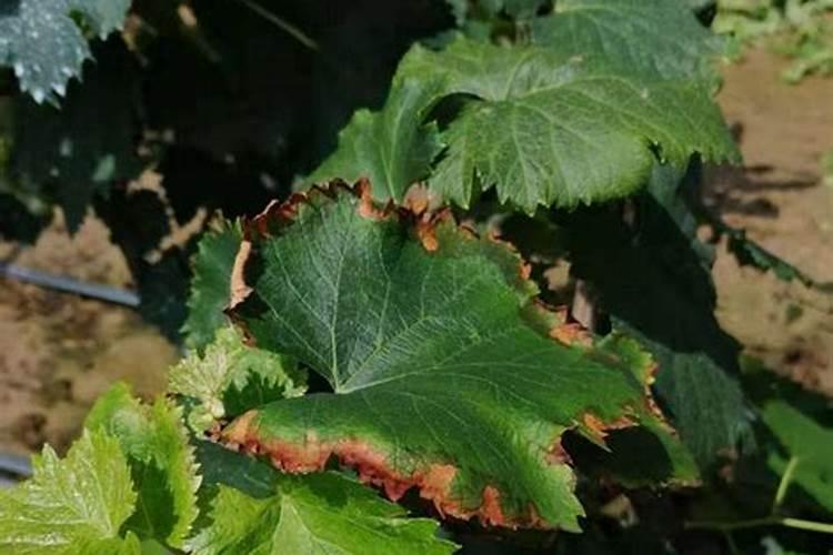 栀子花盆栽可以晒太阳吗