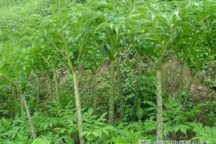 魔芋种植什么时候施肥合适？魔芋用哪种肥料产量高？