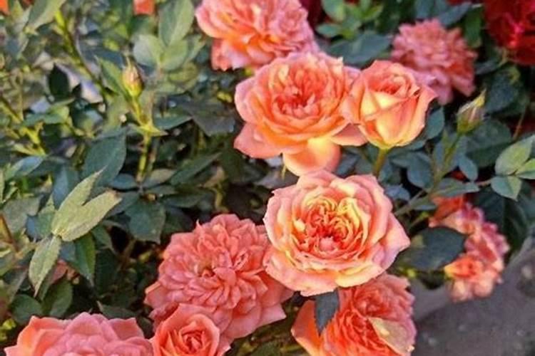 地栽月季如何使用复合肥注意事项有哪些