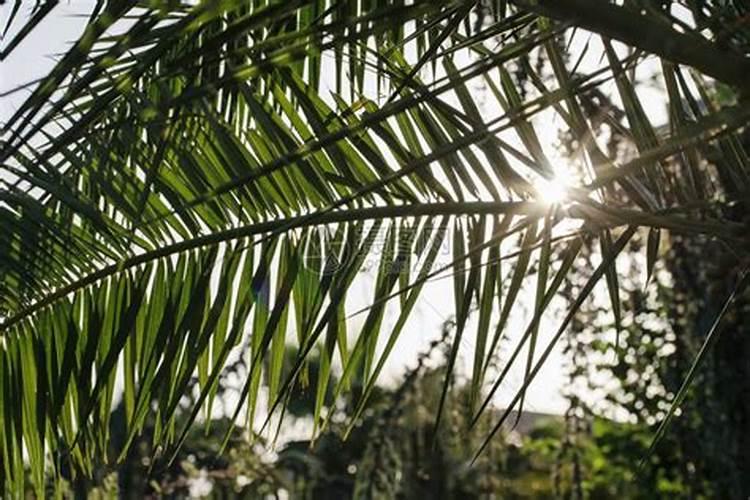 茶叶树怎么施肥