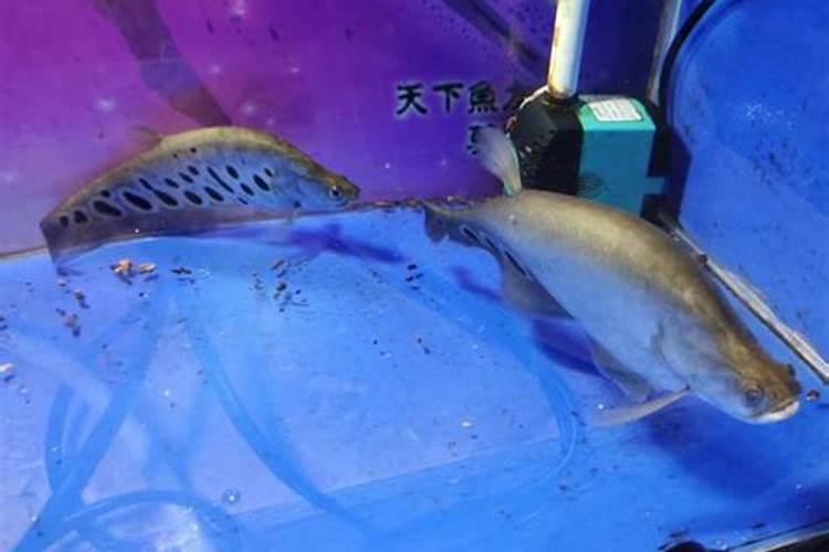 苯醚咯噻虫拌种剂可以吏小麦增长20%吗