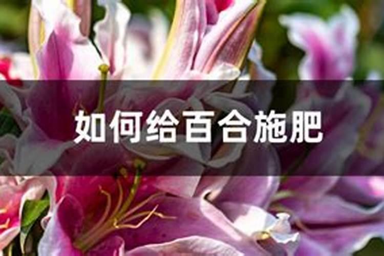 磷酸二氢钾食用百合,能叶面喷施吗？