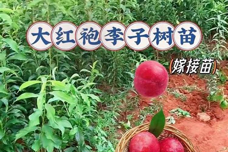 李子开花打什么药好