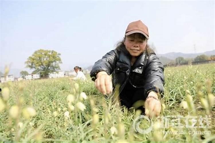 贝母能用哪些肥料