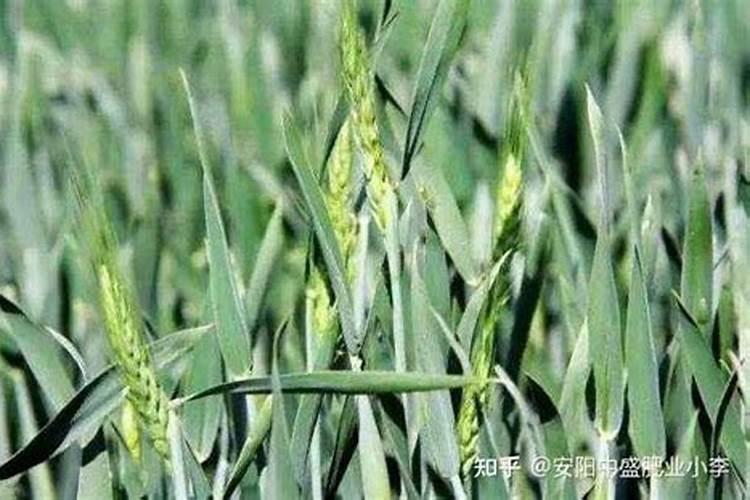 去地里转转,你家小麦缺肥缺素发黄了吗