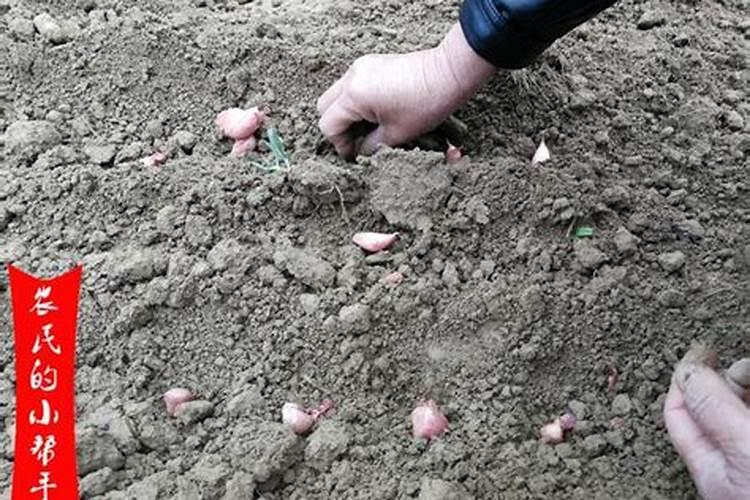 大蒜一亩地上多少肥料为合适