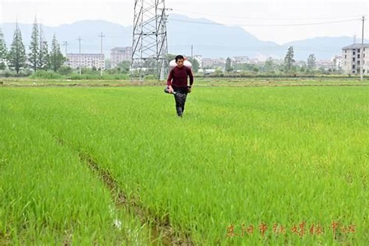 水稻叶面肥,水稻叶面肥什么时候用 叶面肥用法用量
