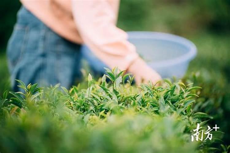 茶叶专用肥料,附茶叶的种植技术
