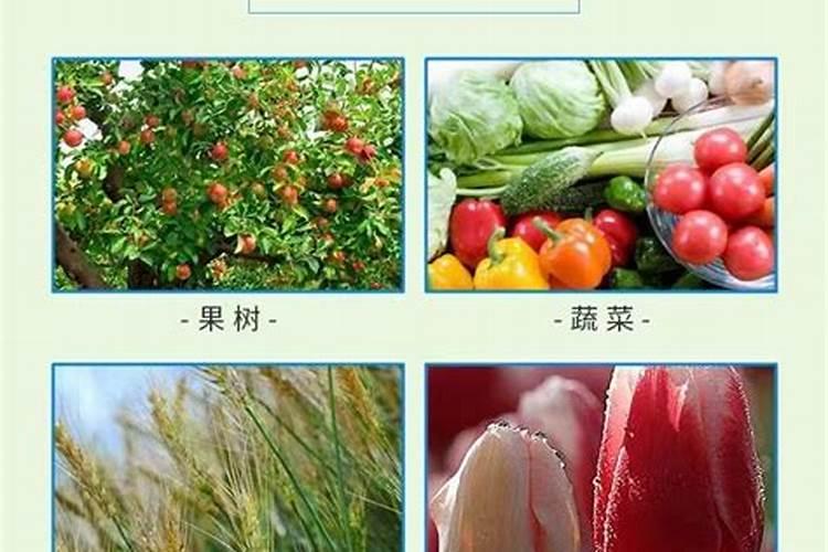 韭菜越割越旺,这三种水溶肥尤其重要